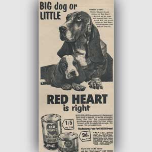 1955 Red Heart Dog Food (Basset) - Vintage Ad