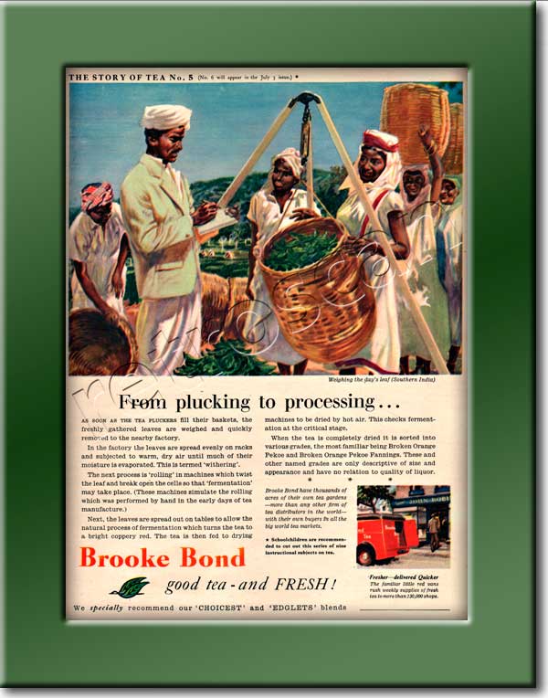 1954 Brooke Bond Story of Tea Number 5