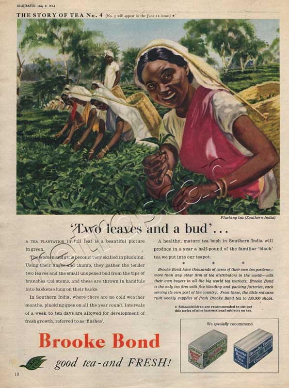 1954 Brooke Bond Story of Tea - unframed