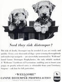 1951 Wellcome - vintage ad
