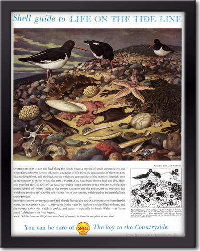 1958 Shell Guide To Life On The Tide Line - framed preview vintage ad