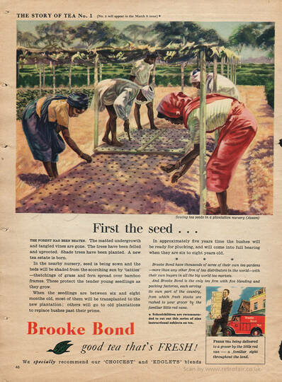 1954  vintage Brooke Bond Story Of Tea No. 1 advert