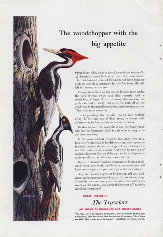 1951 The Travelers Insurance ivory billed woodpecker 