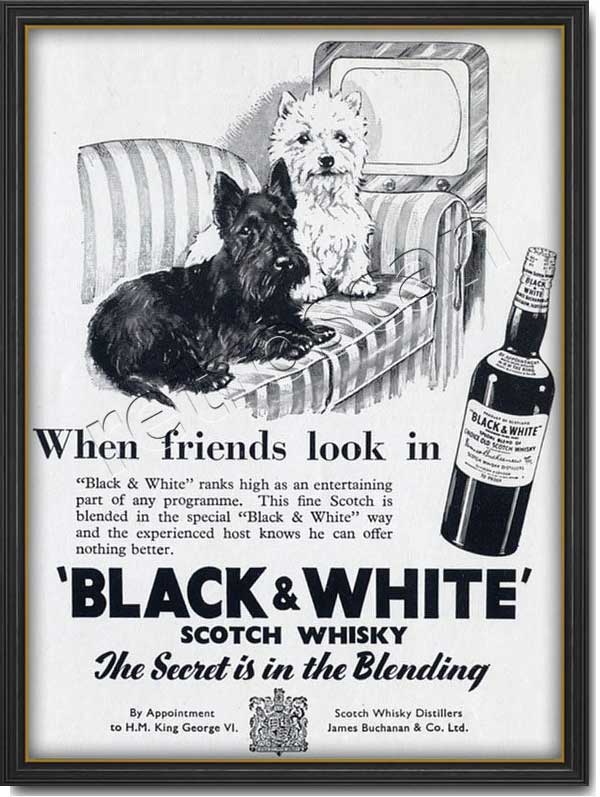 1951 vintage Black & White Scotch Whisky  advert
