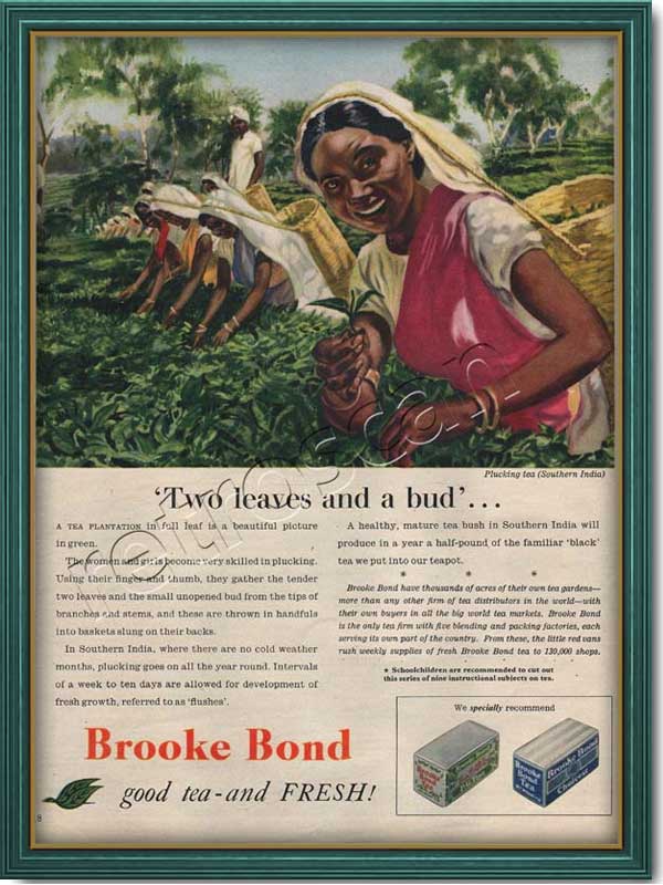 1954 Brooke Bond Story of Tea - framed preview