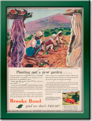 vintage Brooke Bond Story of Tea #02  ad