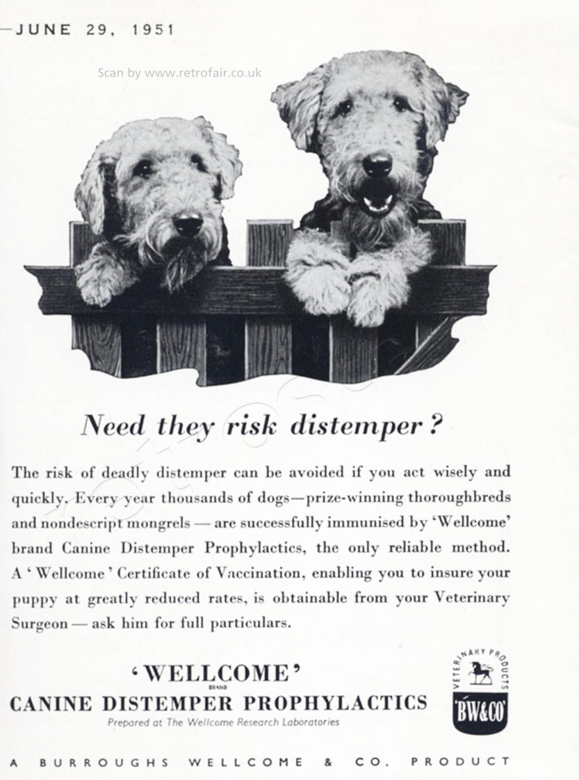 1951 Wellcome vintage advert