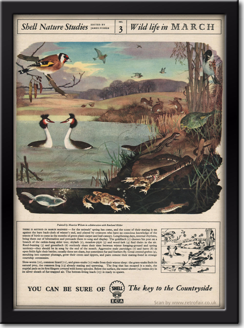 1955 Shell - framed preview vintage ad