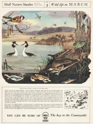 1955 Shell nature guide