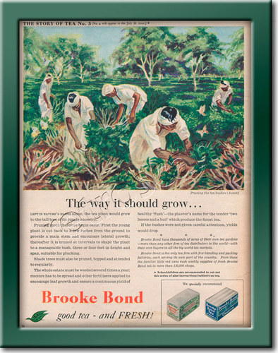vintage 1954 Brooke Bond - Story of Tea No. 3 advert
