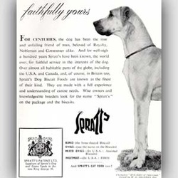 1953 Spratt's - vintage ad
