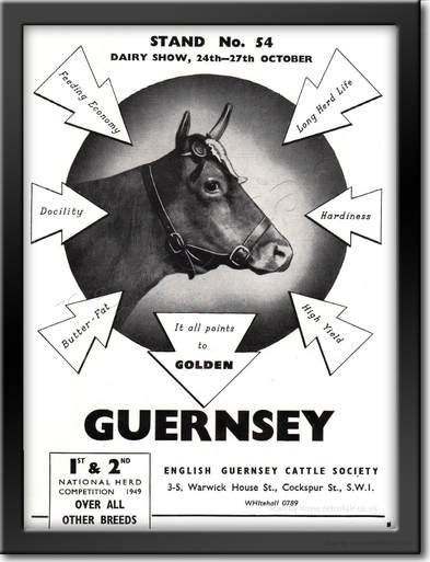 1950 Guernsey Cattle - framed preview vintage ad
