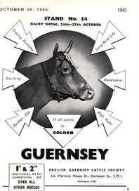 1950 Guernsey Cattle - unframed vintage ad
