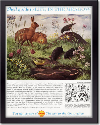 1958 Shell Guide To Life In The Meadow - framed preview vintage ad