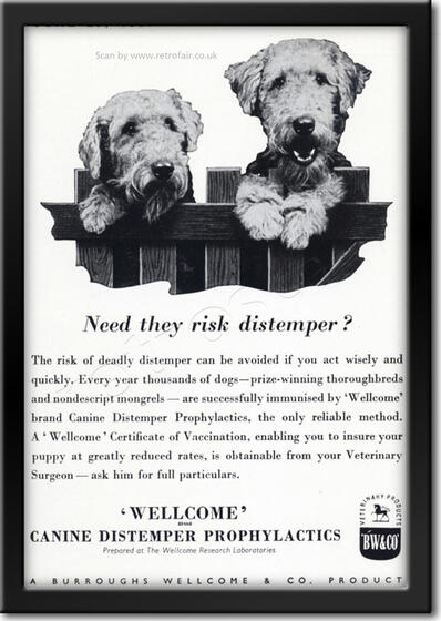 1951 vintage Wellcome pet care ad