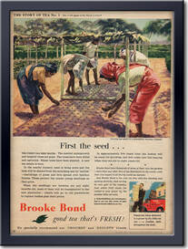 1954 Brooke Bond Story Of Tea No. 1 vintage ad
