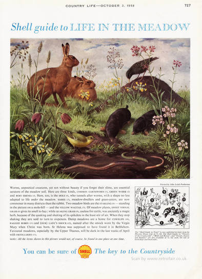 1958 Shell Guide To Life In The Meadow - unframed vintage ad