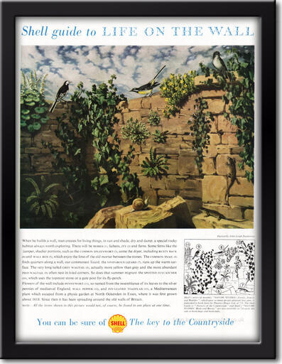1958 Shell - framed preview vintage ad