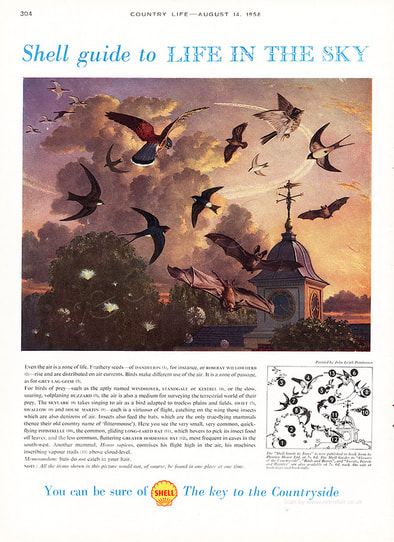 1958 Shell Guides - Life In The Sky - unframed vintage ad